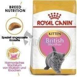ROYAL CANIN British Shorthair Kitten 2kg + Überraschung für die Katze