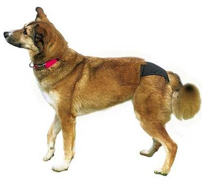  TRIXIE Schutzhose für eine Hundegröße: S 24-31cm