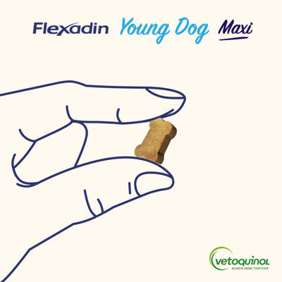 VETOQUINOL Flexadin Young Dog Maxi 60 Kapseln